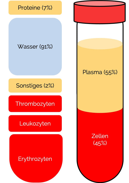 Bestandteile des Blutes: Was ist der Unterschied zwischen Serum und Plasma?