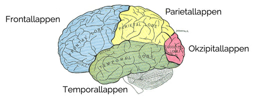 Großhirnrinde: Aufbau und Funktionen 🧠