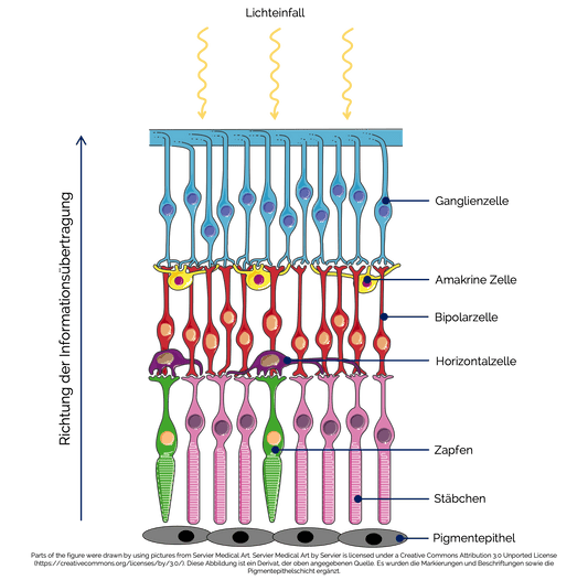Aufbau der Netzhaut (Retina) 👁️