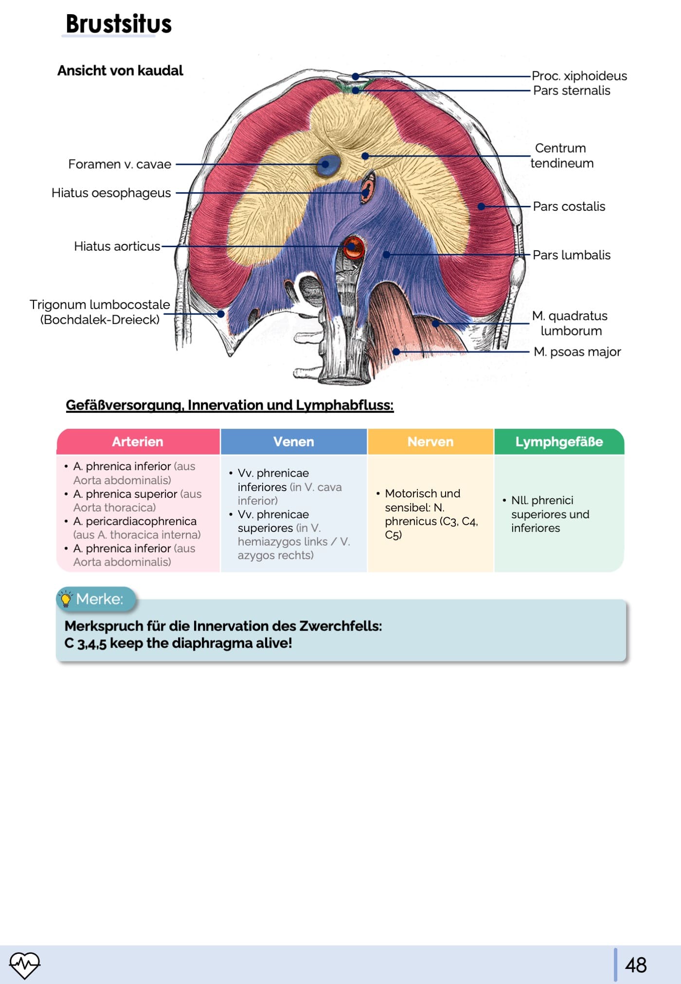 Anatomie II.I - Thoraxorgane