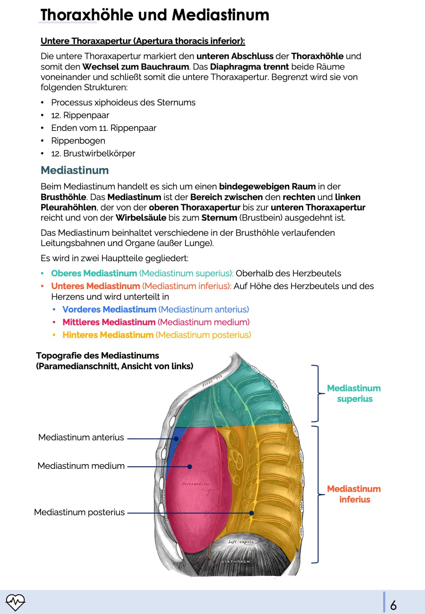 Anatomie II.I - Thoraxorgane