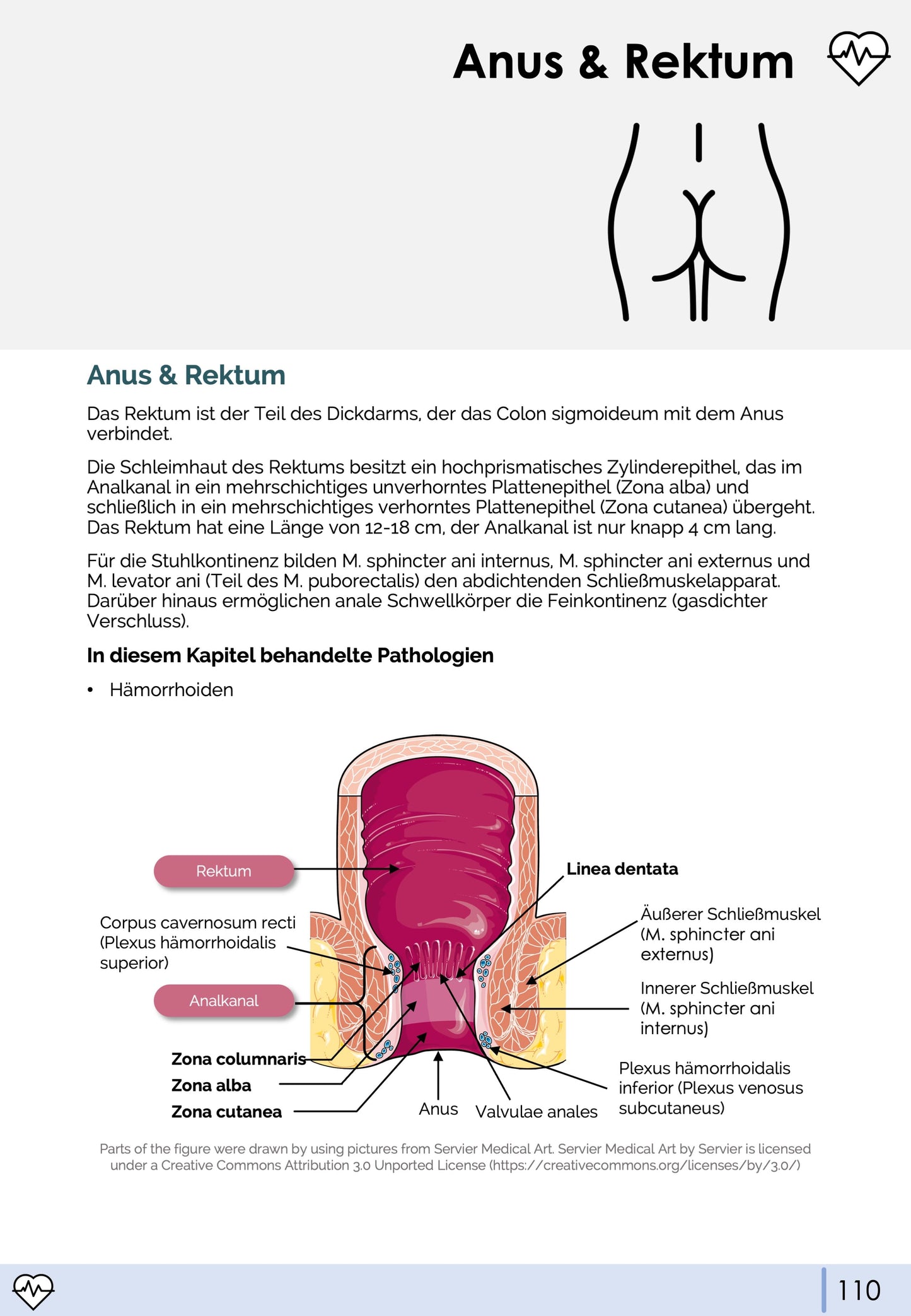 Gastroenterologie-Skript - Medi Know