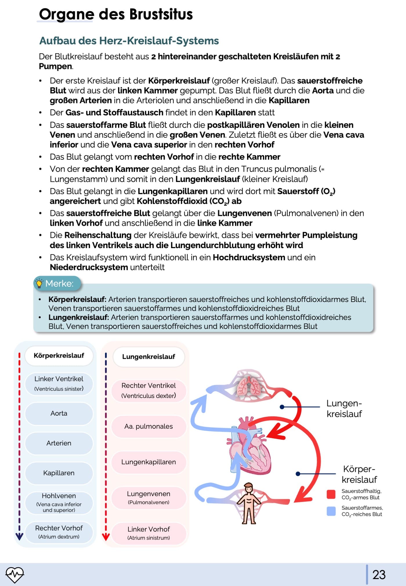 Anatomie II.I - Thoraxorgane