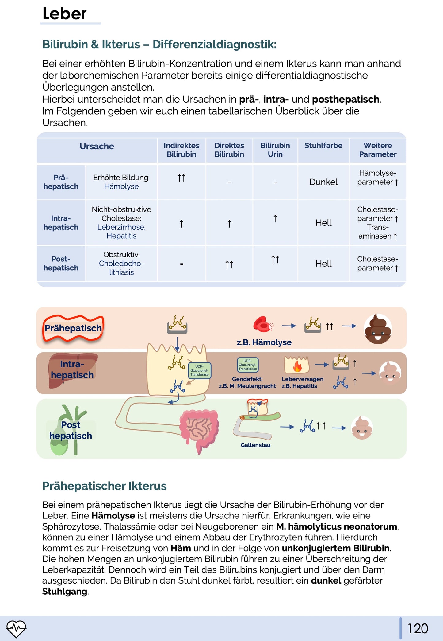 Gastroenterologie-Skript - Medi Know