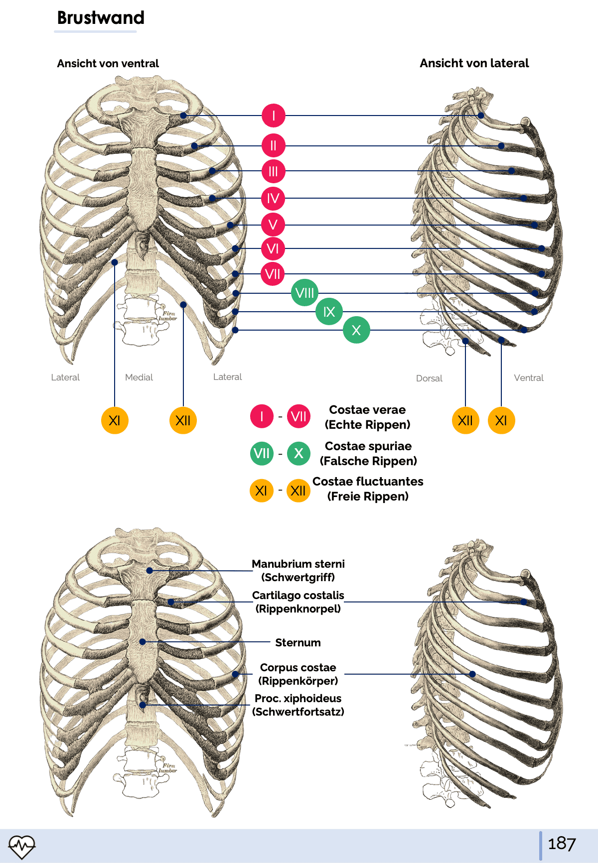 I. Anatomie - Allgemeine Anatomie und Bewegungsapparat - Medi Know