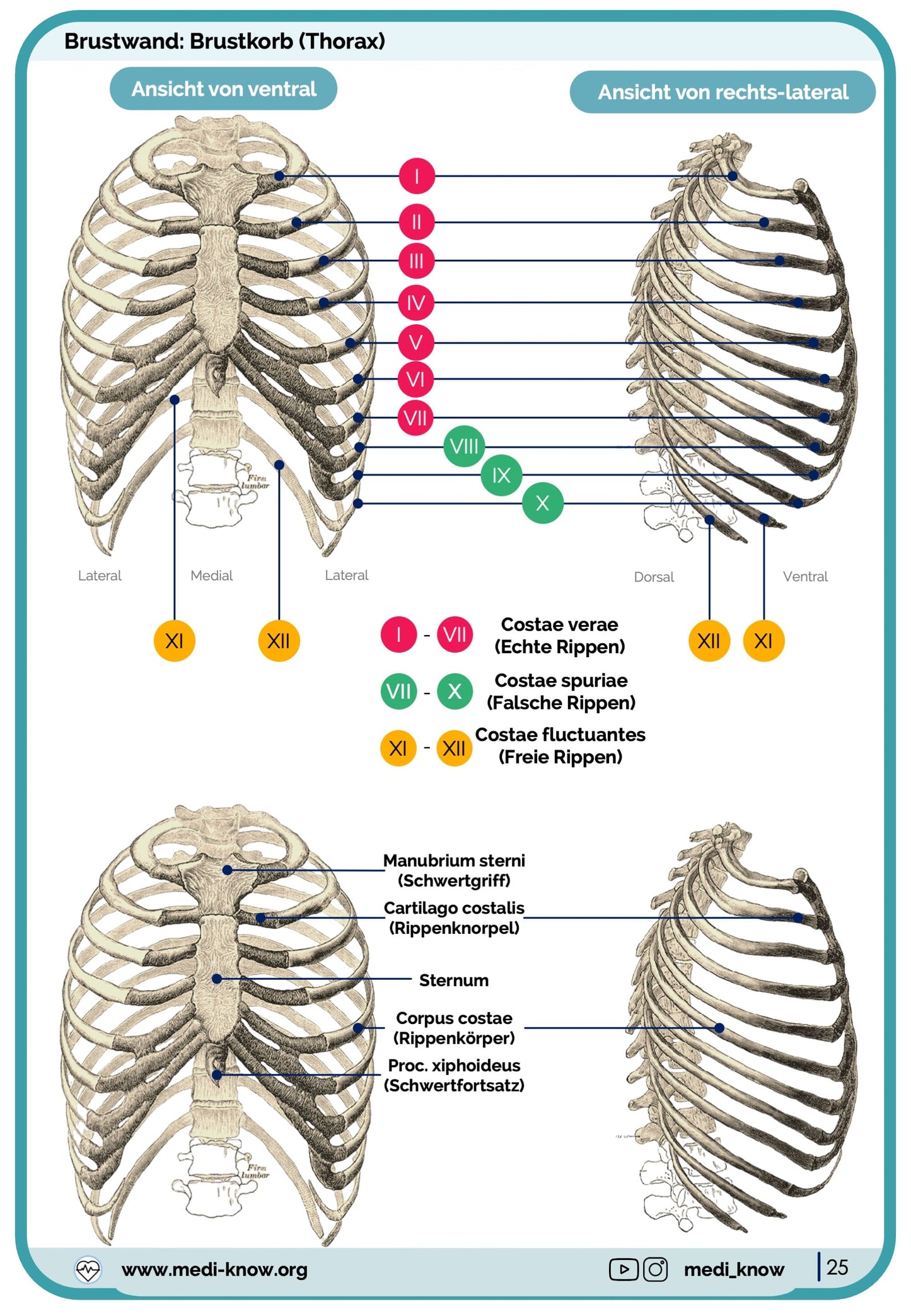 Knochen (Anatomie) - Lernkarten