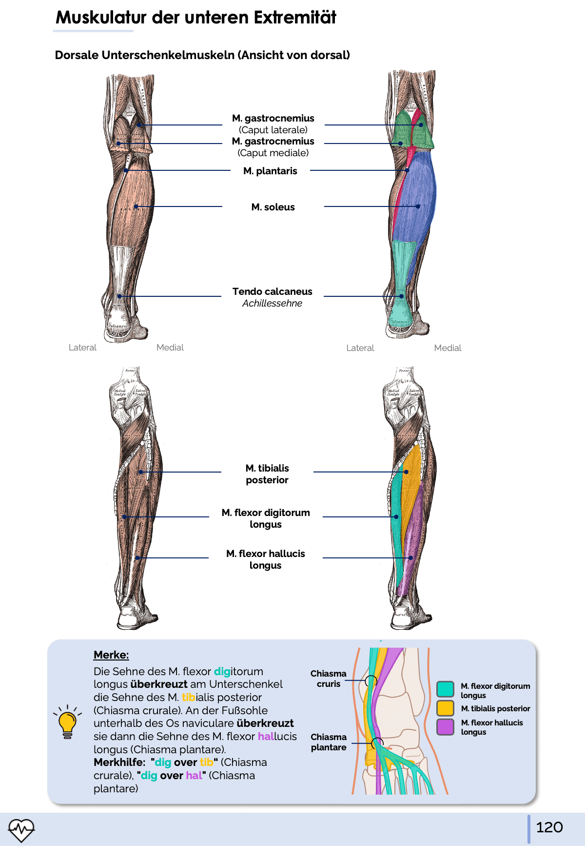 I. Anatomie - Allgemeine Anatomie und Bewegungsapparat - Medi Know