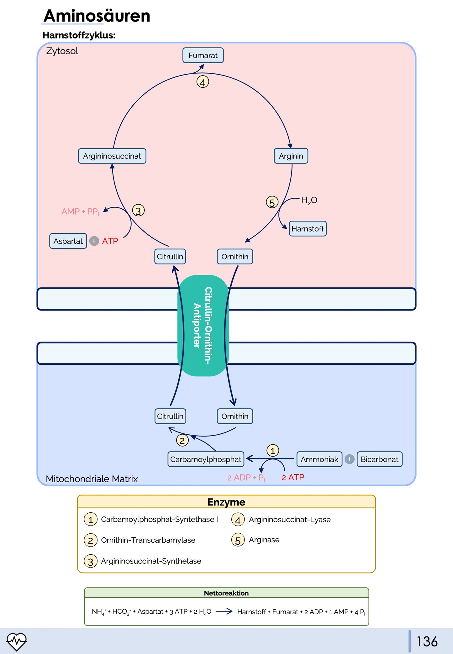 Biochemie-Skript Teil 1