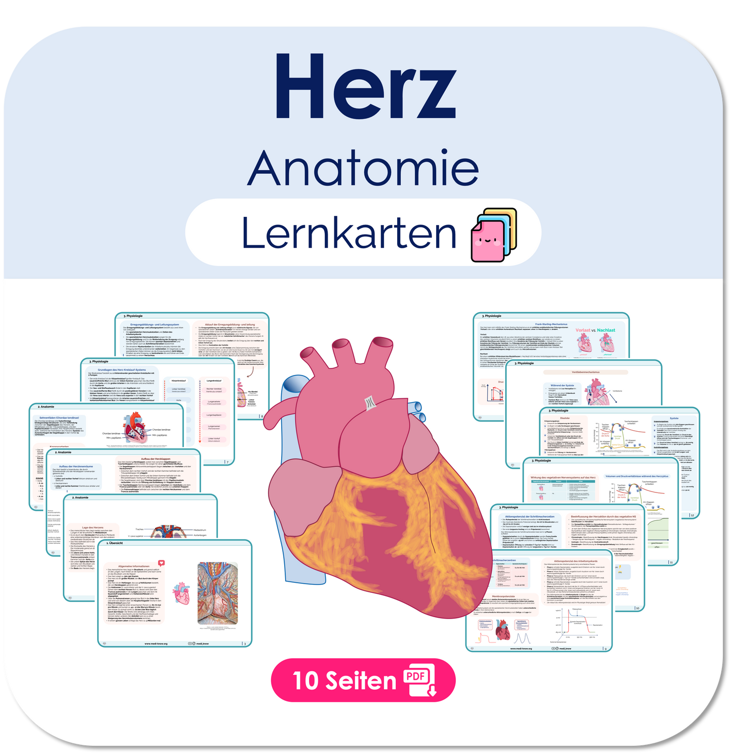 Herz (Anatomie) - Lernkarten