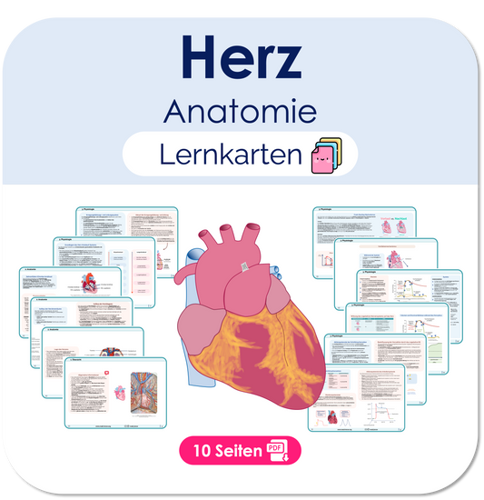 Herz (Anatomie) - Lernkarten