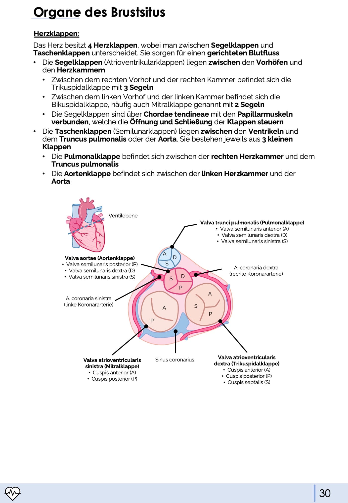 Anatomie II.I - Thoraxorgane
