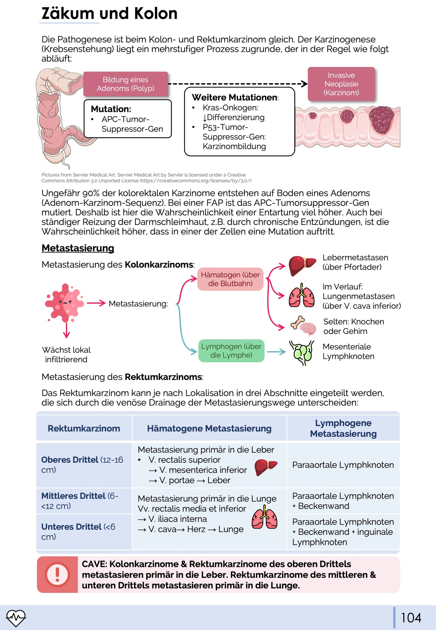 Gastroenterologie-Skript - Medi Know