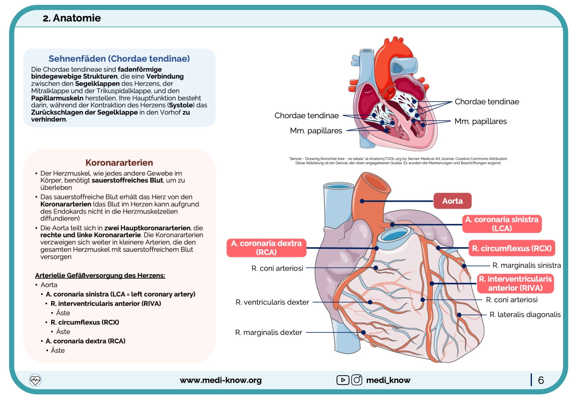 Lernkarten - Herz (Anatomie & Physiologie) - Medi Know