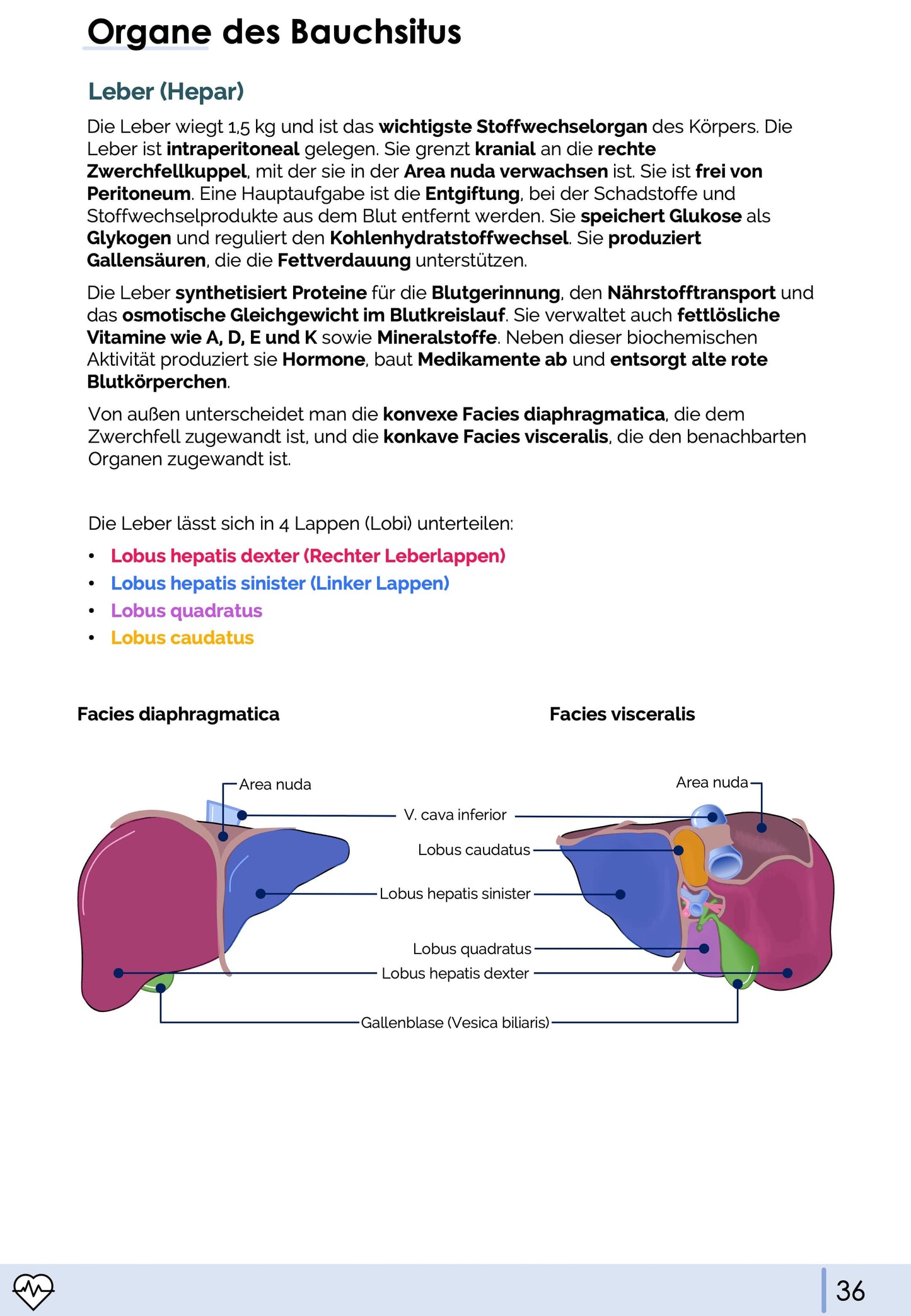 Anatomie II.II - Bauchorgane