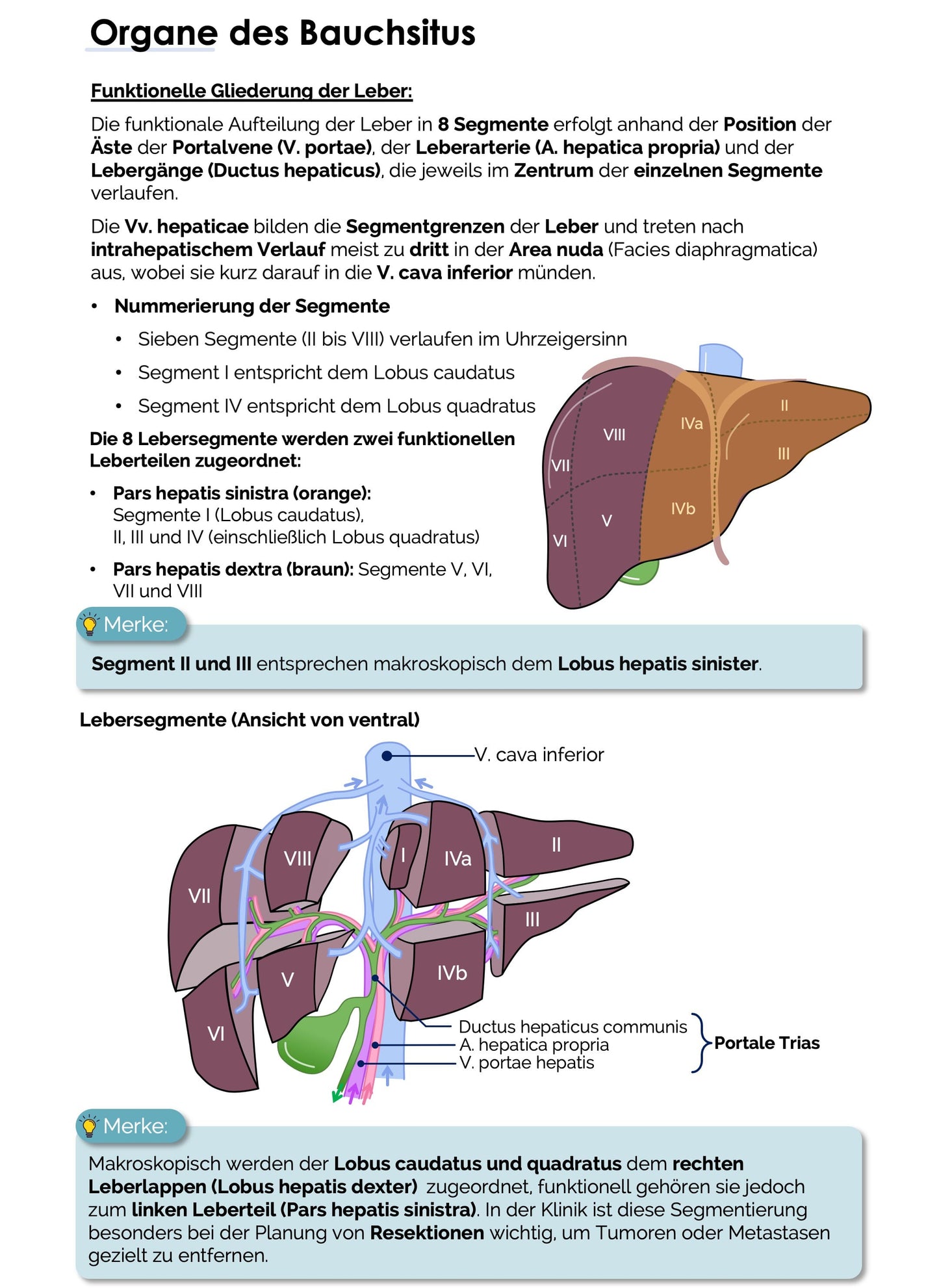 Anatomie II.II - Bauchorgane