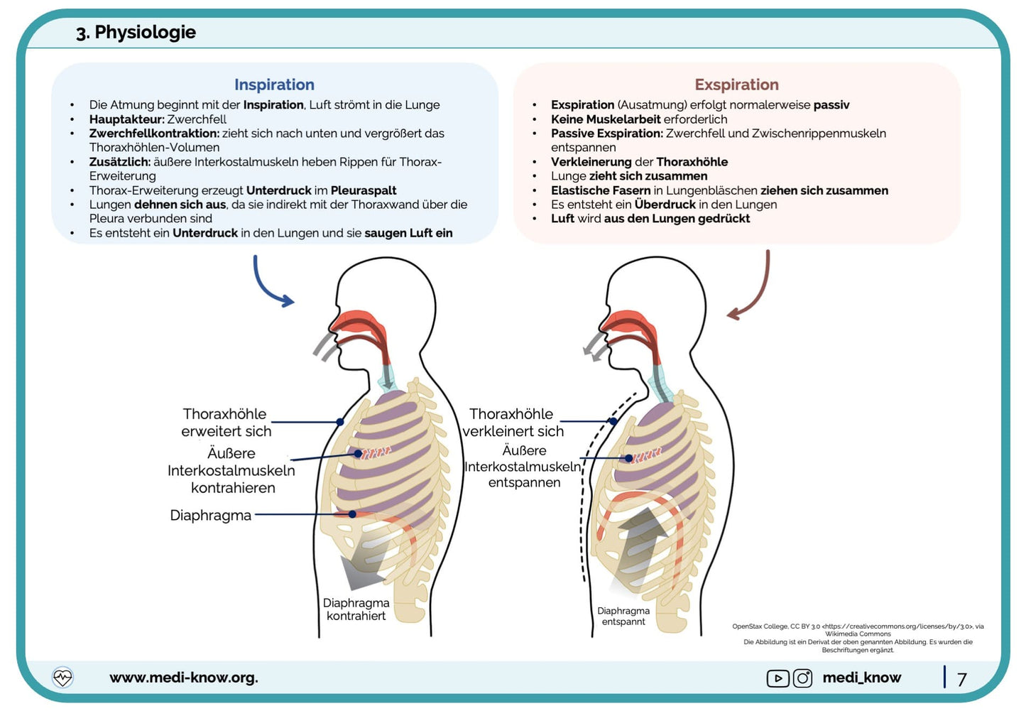 Lernkarten respiratorisches System (Anatomie & Physiologie) - Medi Know