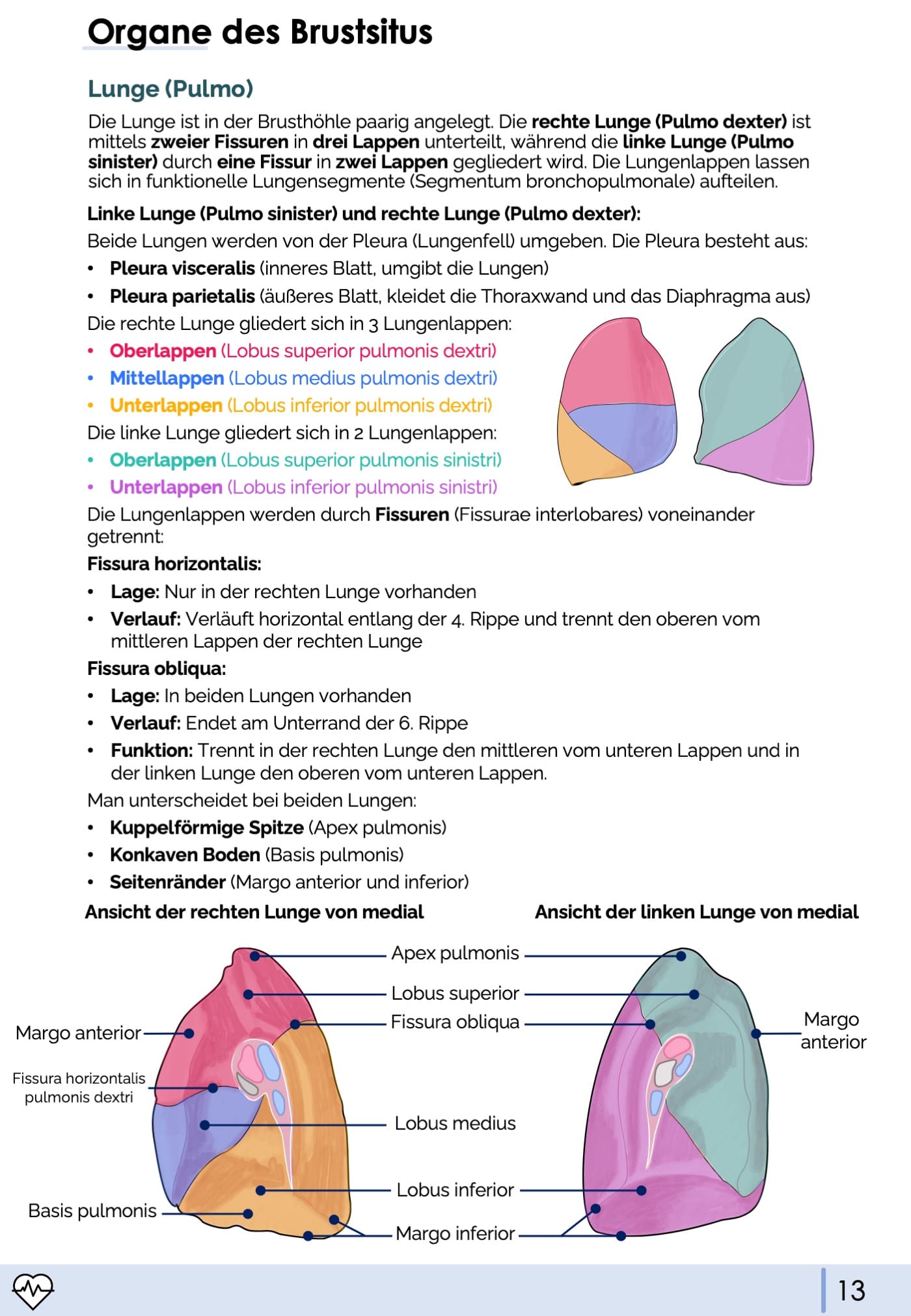 Anatomie II.I - Thoraxorgane