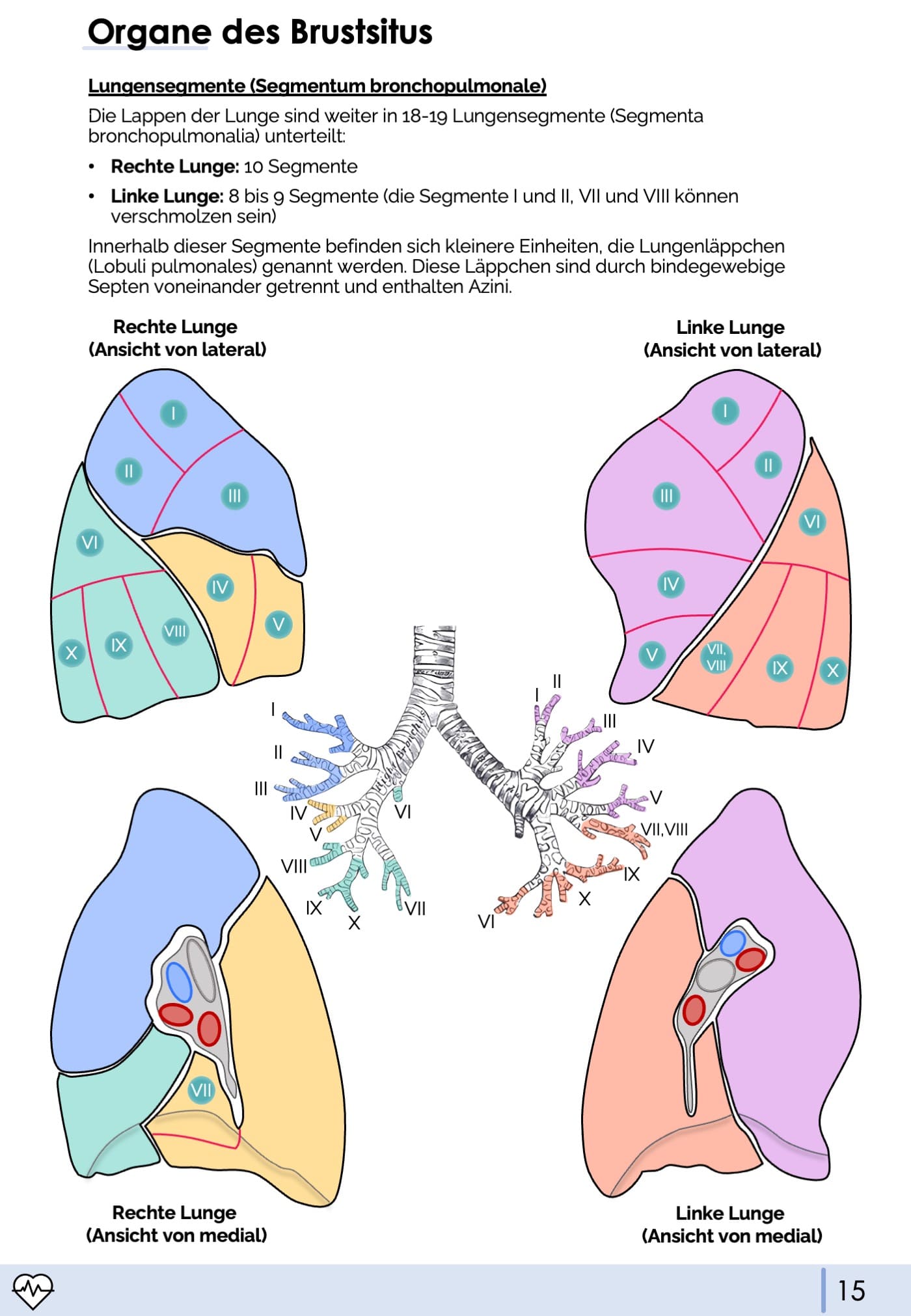 Anatomie II.I - Thoraxorgane
