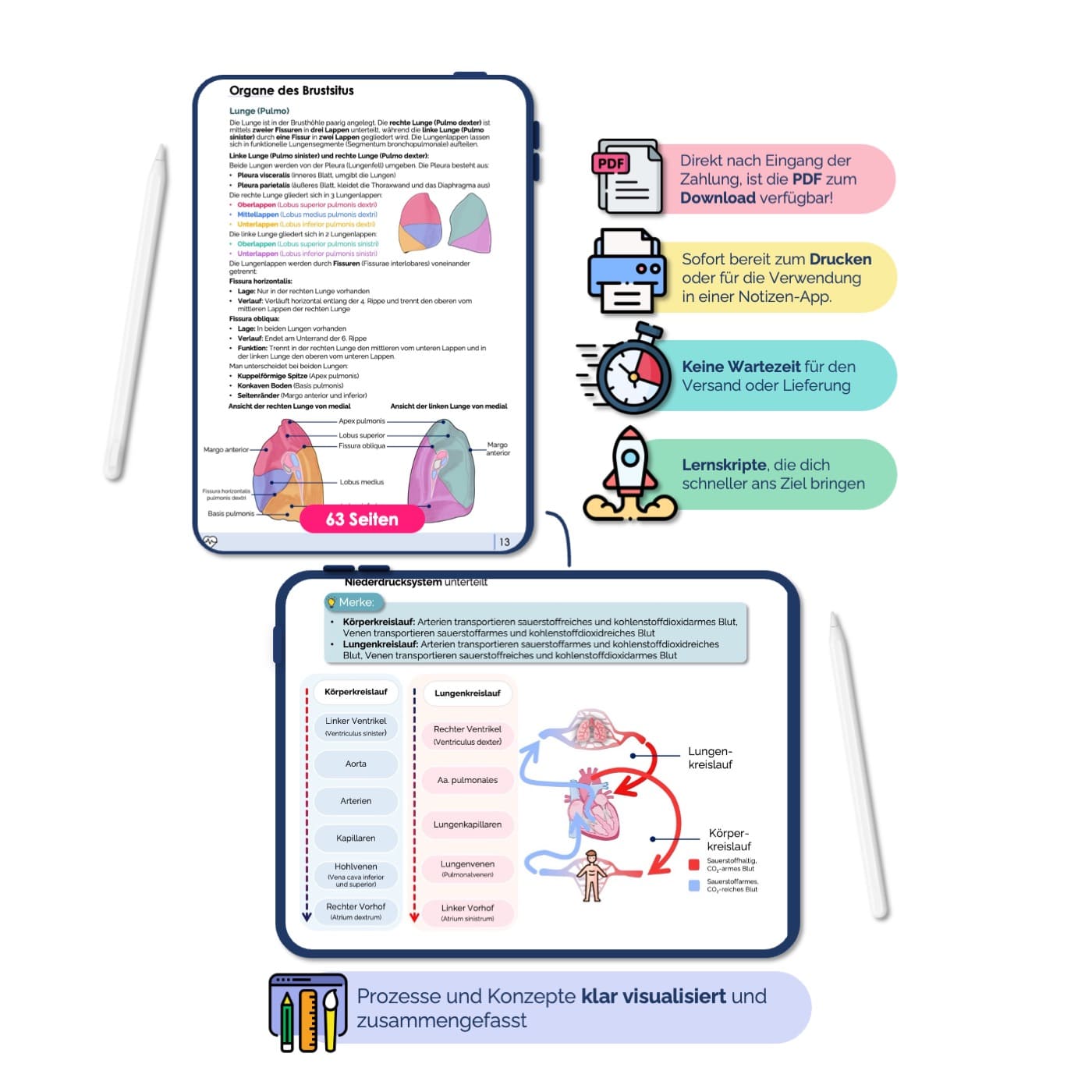 Anatomie II.I - Thoraxorgane