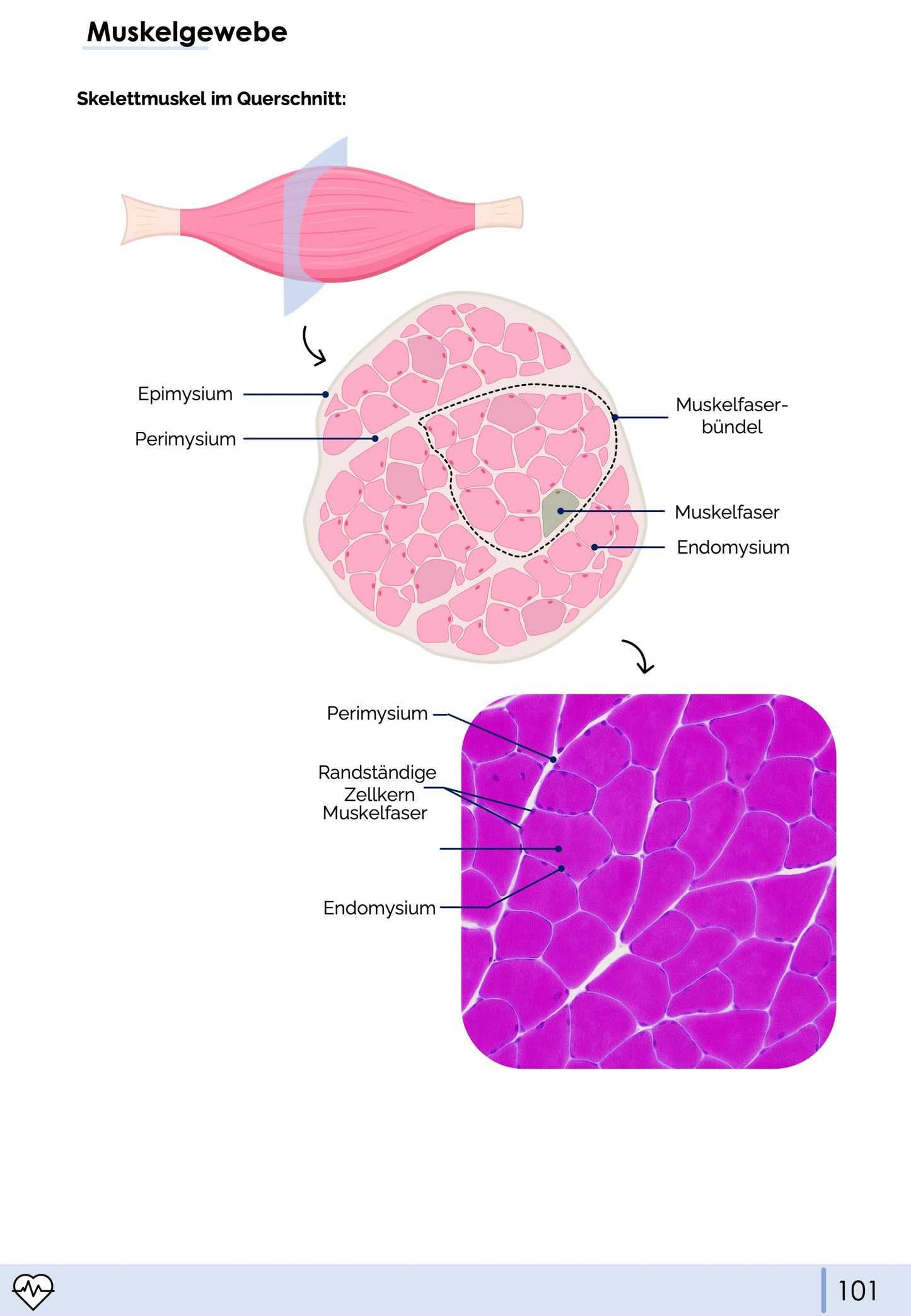 Histologie-Skript - Zytologie und Gewebelehre