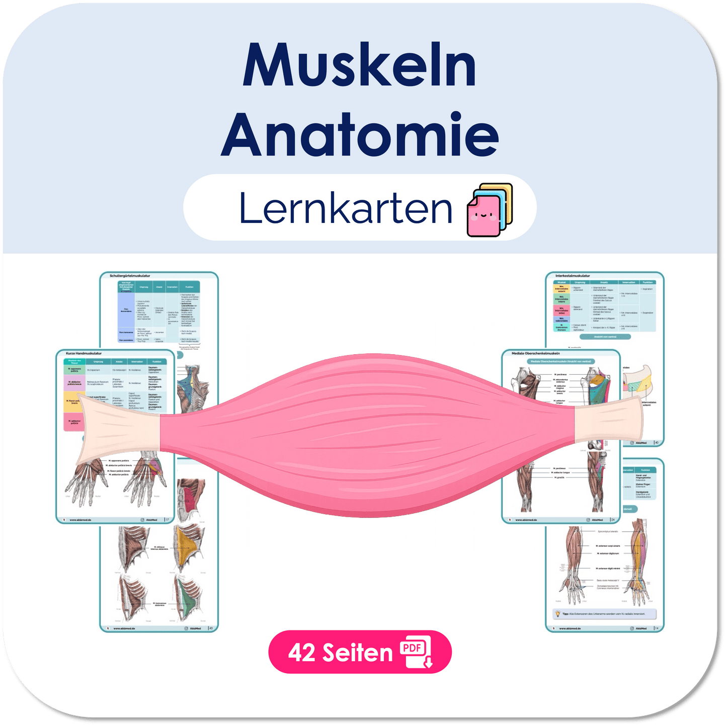 Muskeln Anatomie