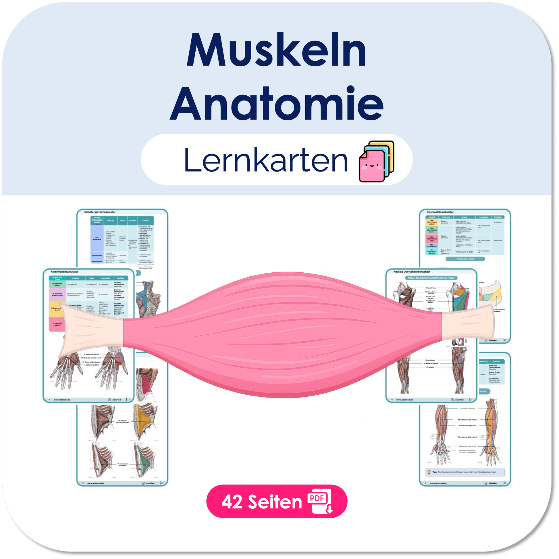 Muskeln Anatomie