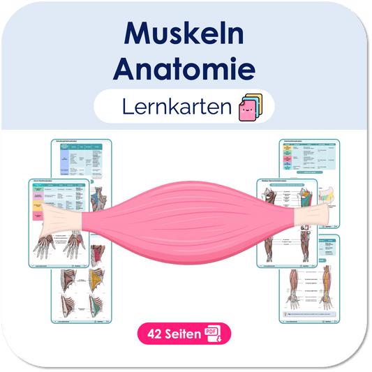 Muskeln Anatomie