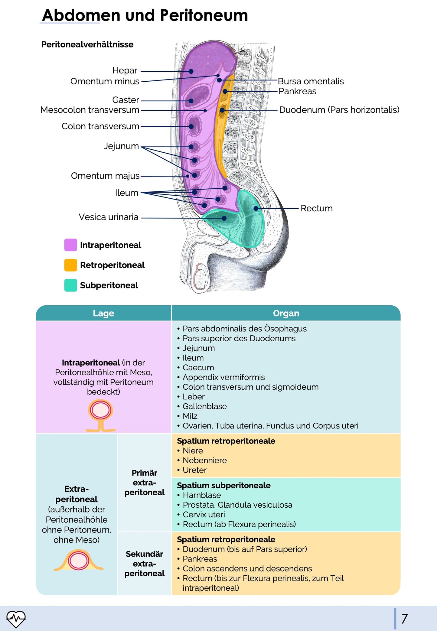 Anatomie II.II - Bauchorgane