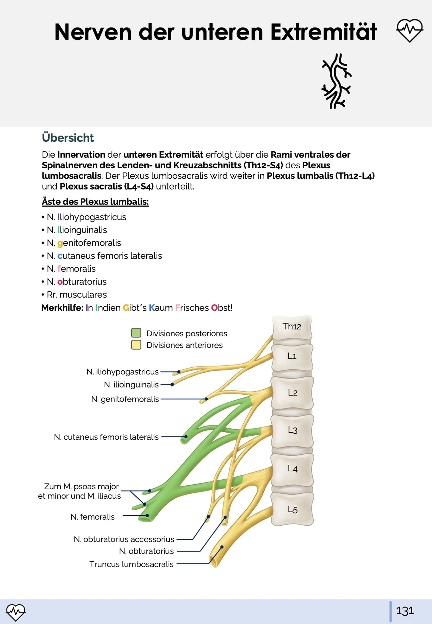 Anatomie I. - Allgemeine Anatomie und Bewegungsapparat