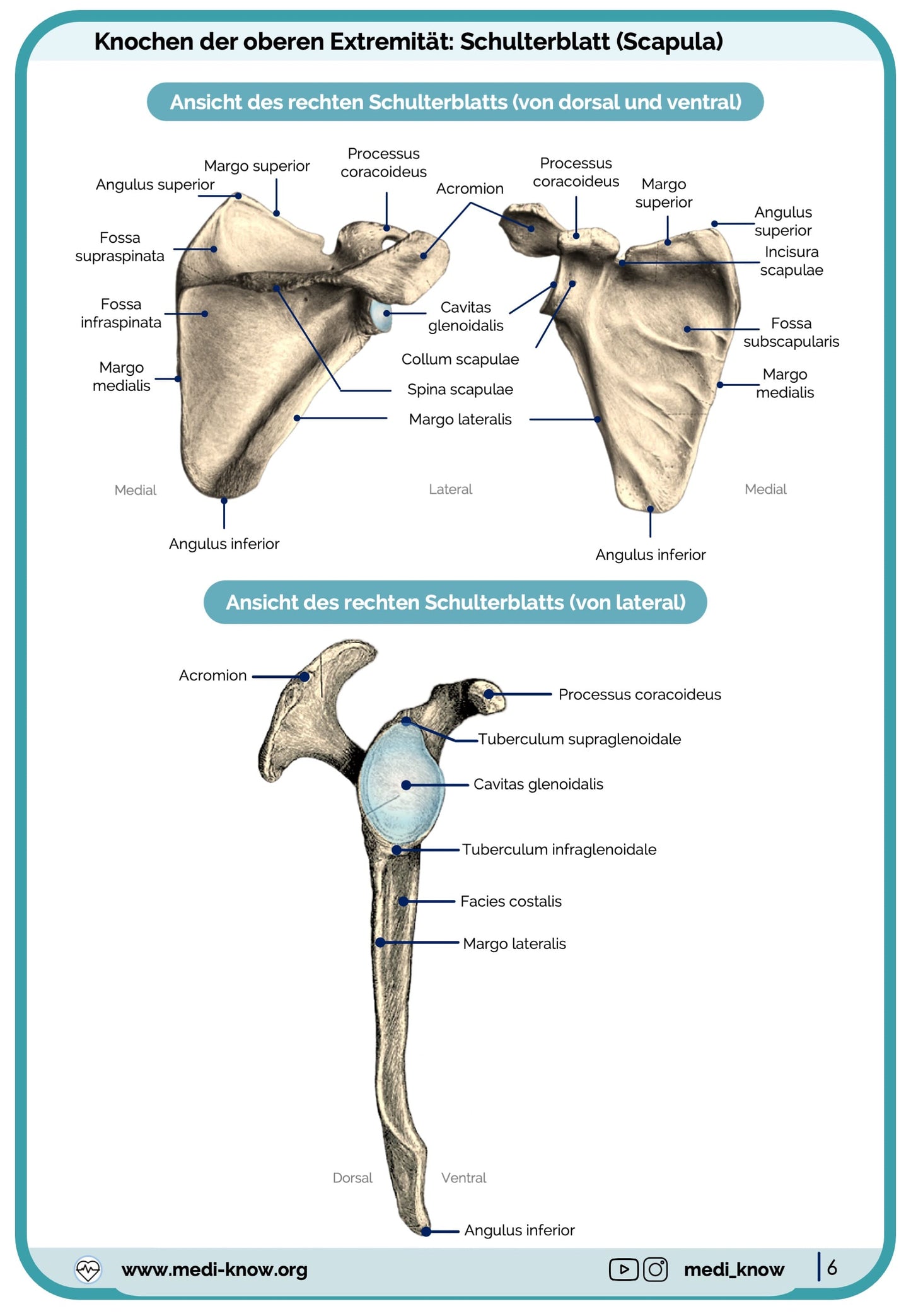 Knochen (Anatomie) - Lernkarten