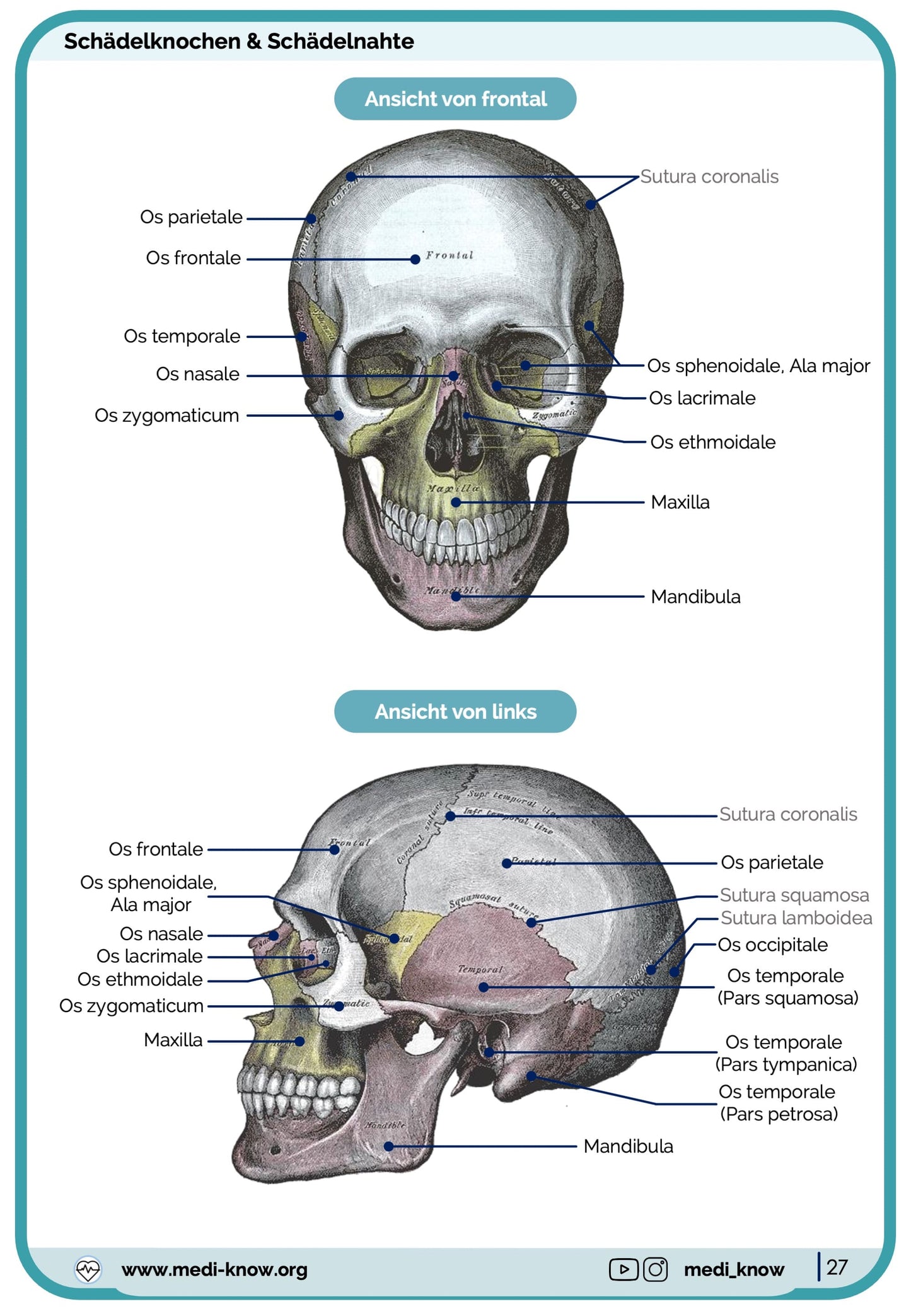 Knochen (Anatomie) - Lernkarten