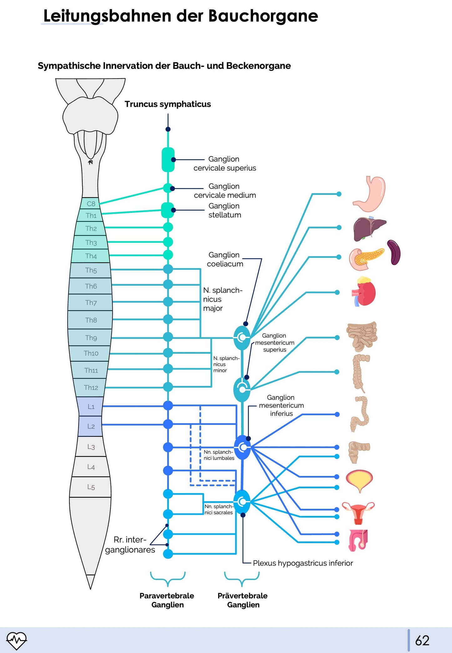 Anatomie II.II - Bauchorgane