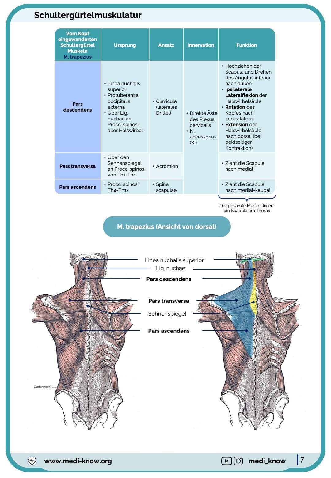 Trapezius