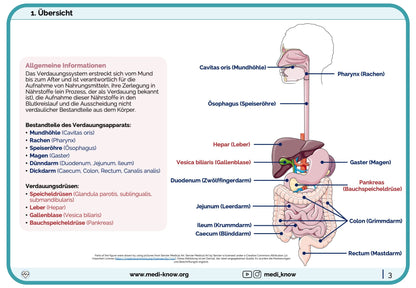 Lernkarten Verdauungstrakt (Anatomie) - Medi Know