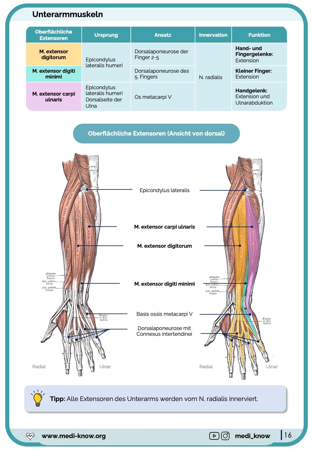 Muskeln (Anatomie) - Lernkarten