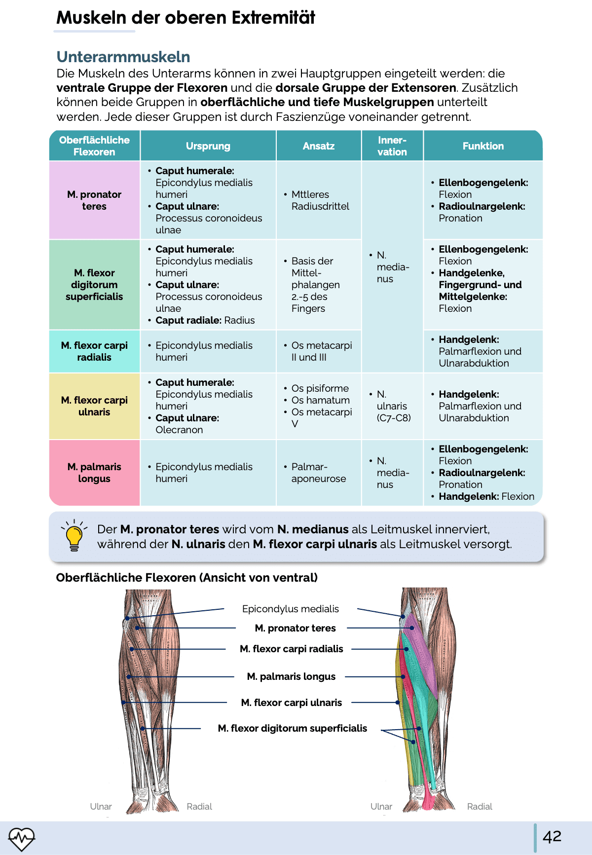I. Anatomie - Allgemeine Anatomie und Bewegungsapparat - Medi Know