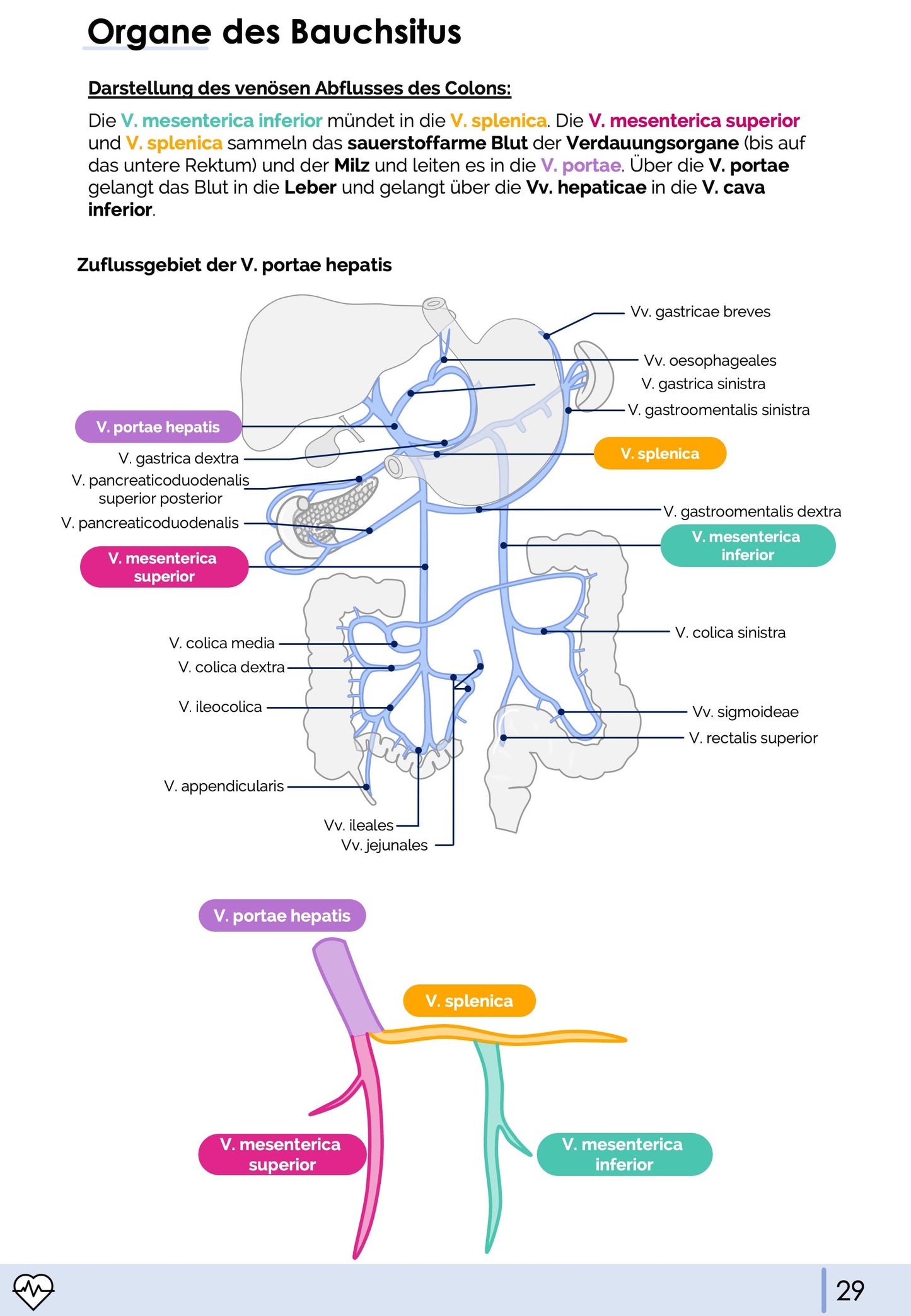 Anatomie II.II - Bauchorgane