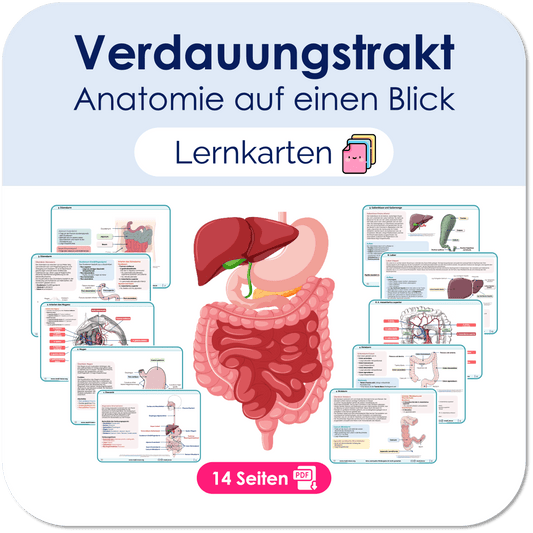 Lernkarten Verdauungstrakt (Anatomie) - Medi Know