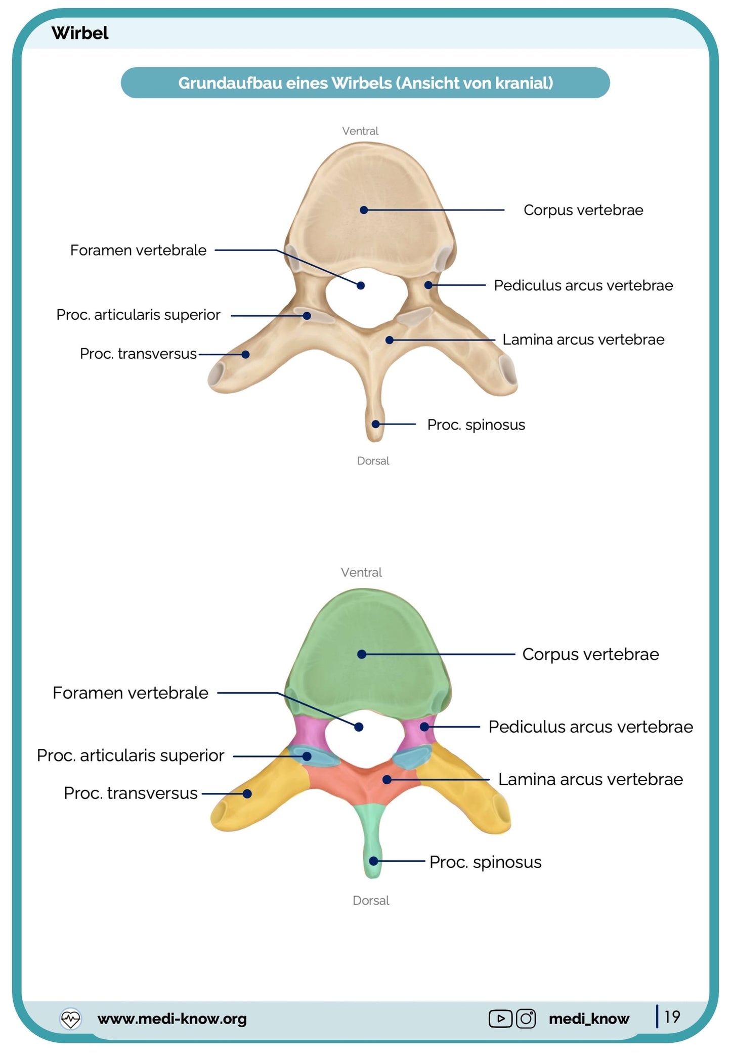 Knochen (Anatomie) - Lernkarten