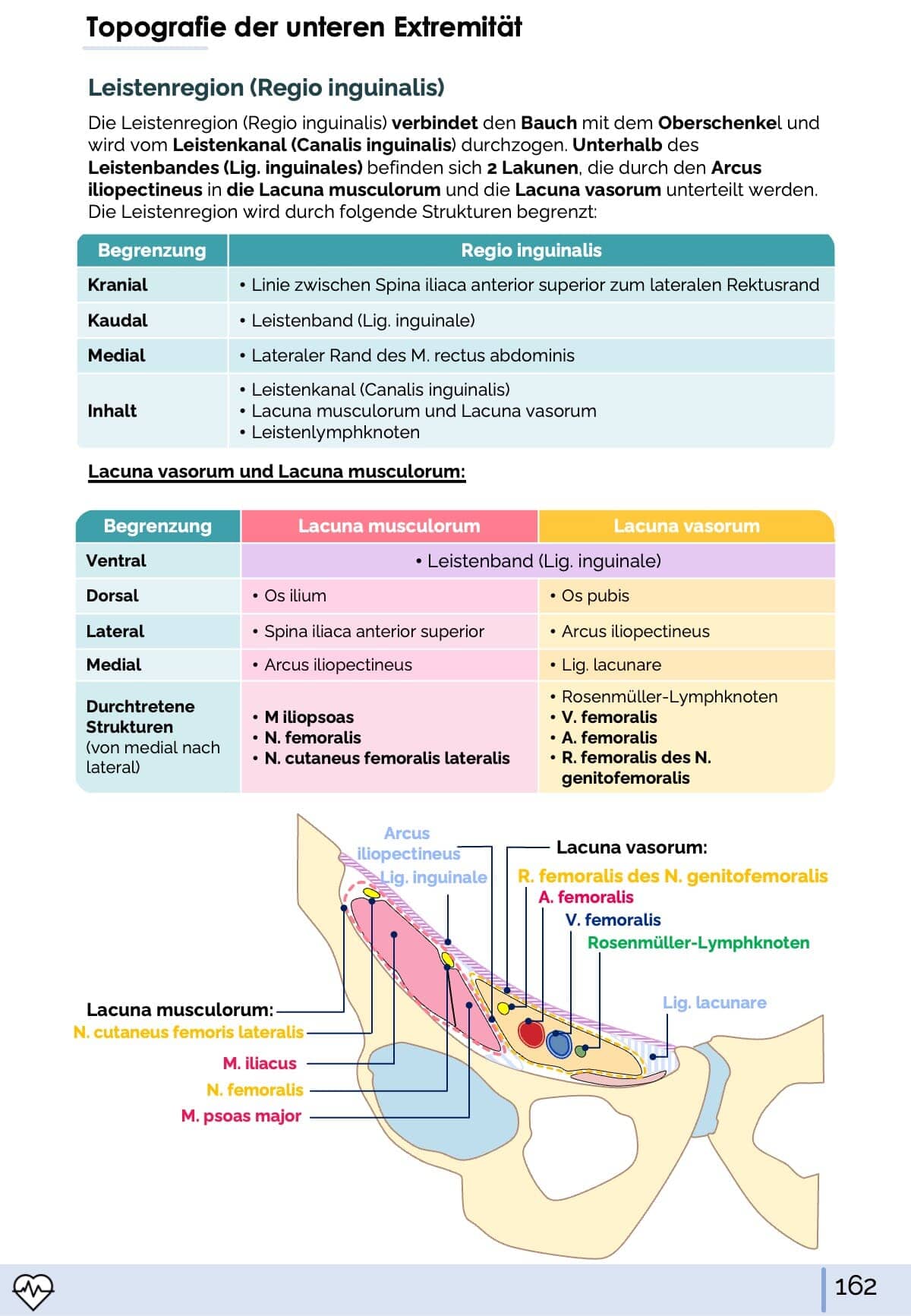 Anatomie I. - Allgemeine Anatomie und Bewegungsapparat Skript Medi Know