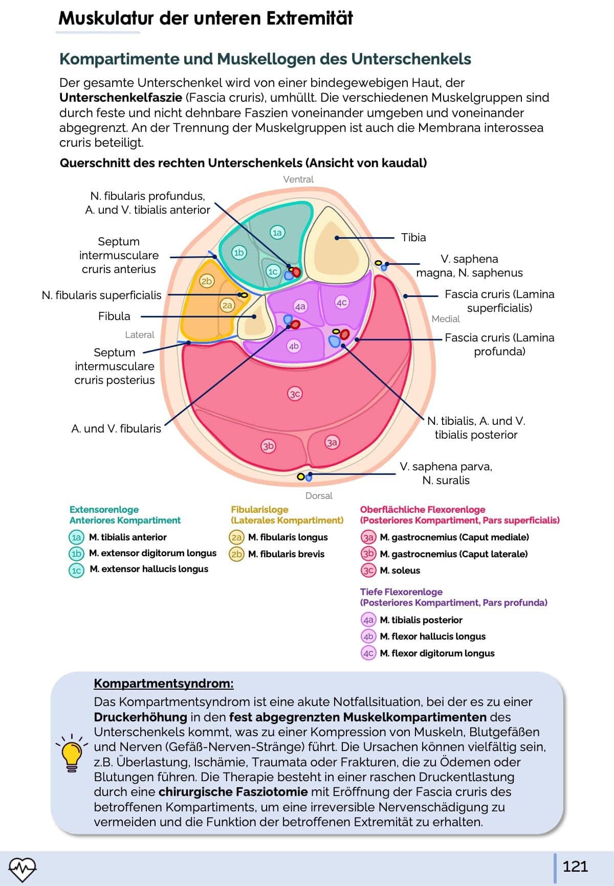 Anatomie I. - Allgemeine Anatomie und Bewegungsapparat Skript Medi Know