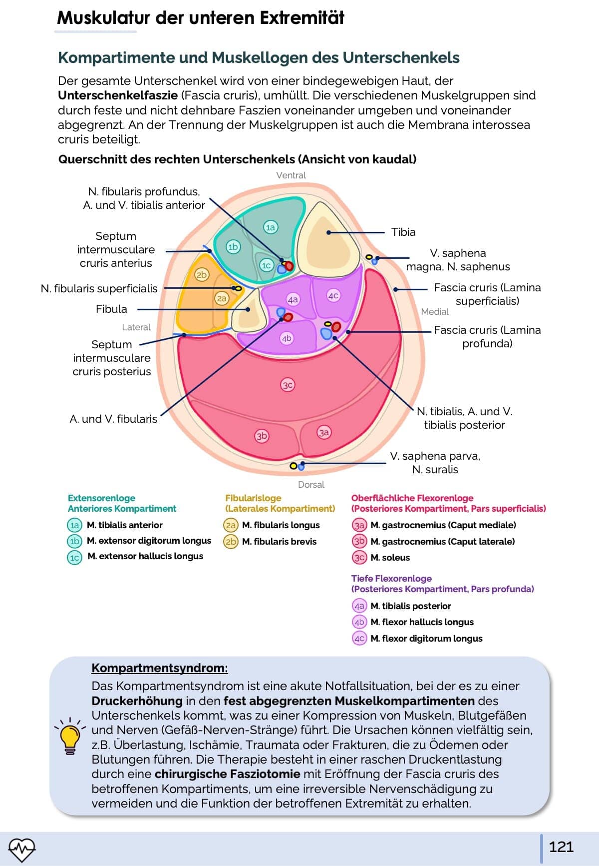 Anatomie I. - Allgemeine Anatomie und Bewegungsapparat Skript Medi Know 