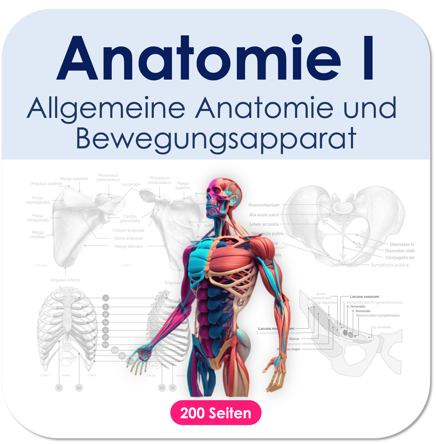I. Anatomie - Allgemeine Anatomie und Bewegungsapparat Skript Medi Know