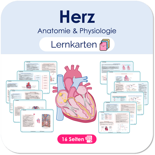 Lernkarten - Herz (Anatomie & Physiologie) Übersichten Medi Know