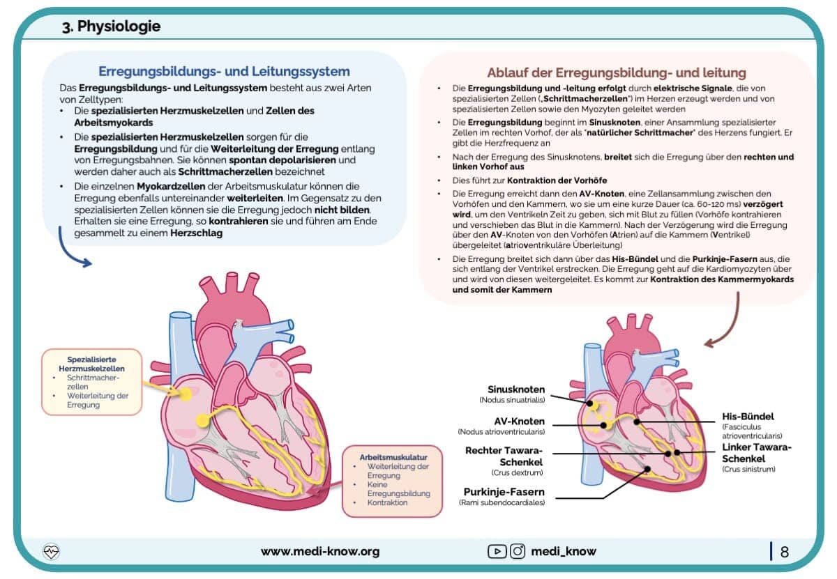 Lernkarten - Herz (Anatomie & Physiologie) Übersichten Medi Know 