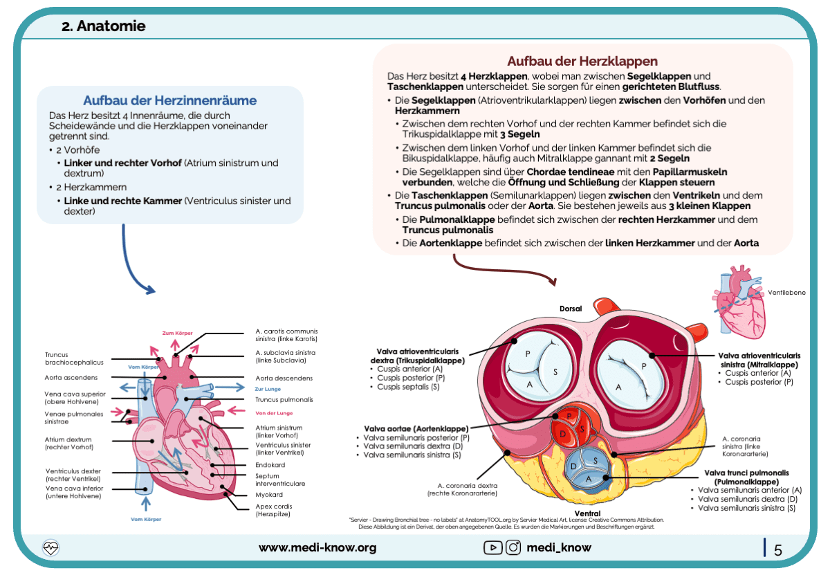 Lernkarten - Herz (Anatomie & Physiologie) Übersichten Medi Know 