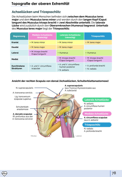 Anatomie I. - Allgemeine Anatomie und Bewegungsapparat