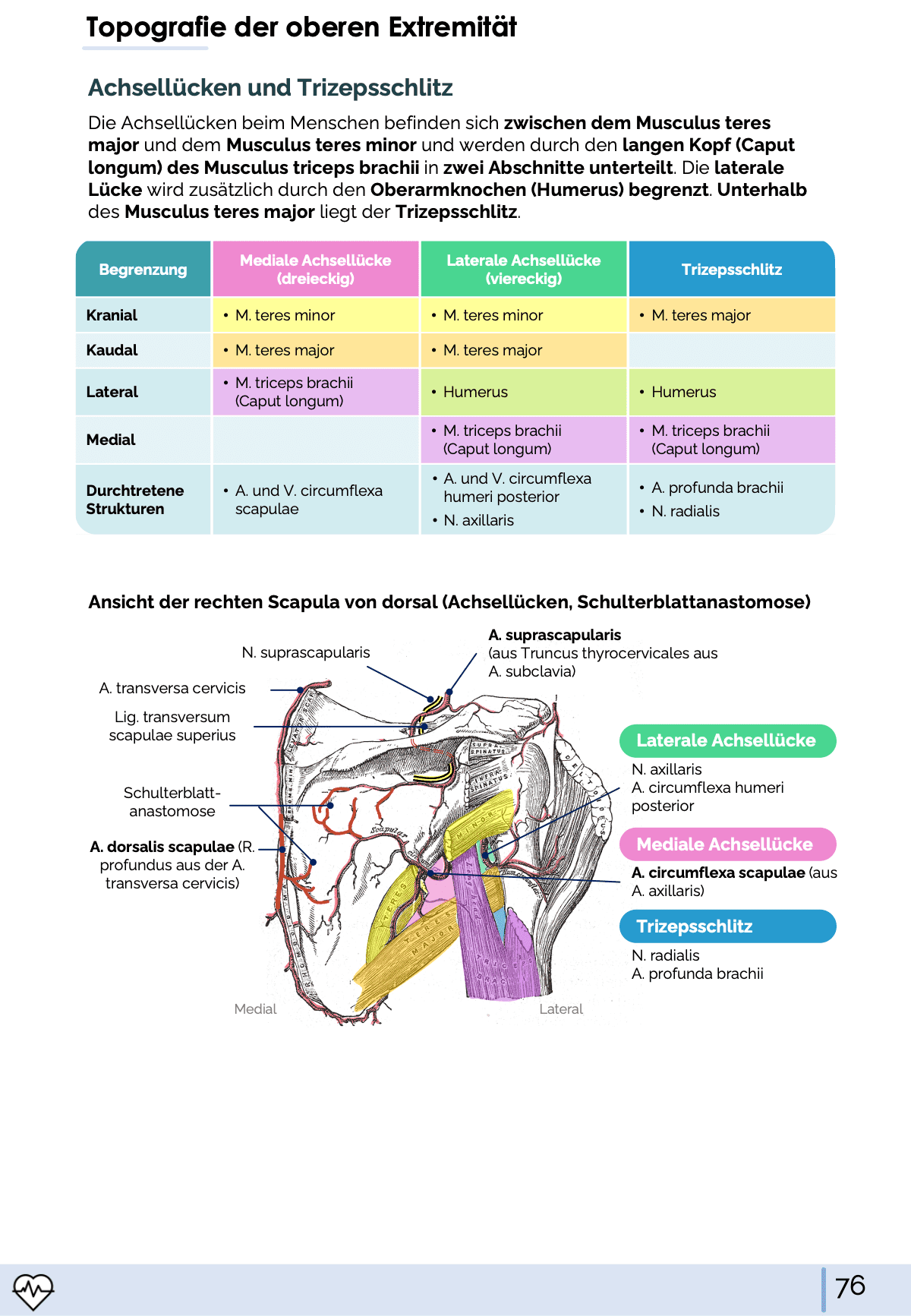 I. Anatomie - Allgemeine Anatomie und Bewegungsapparat - Medi Know