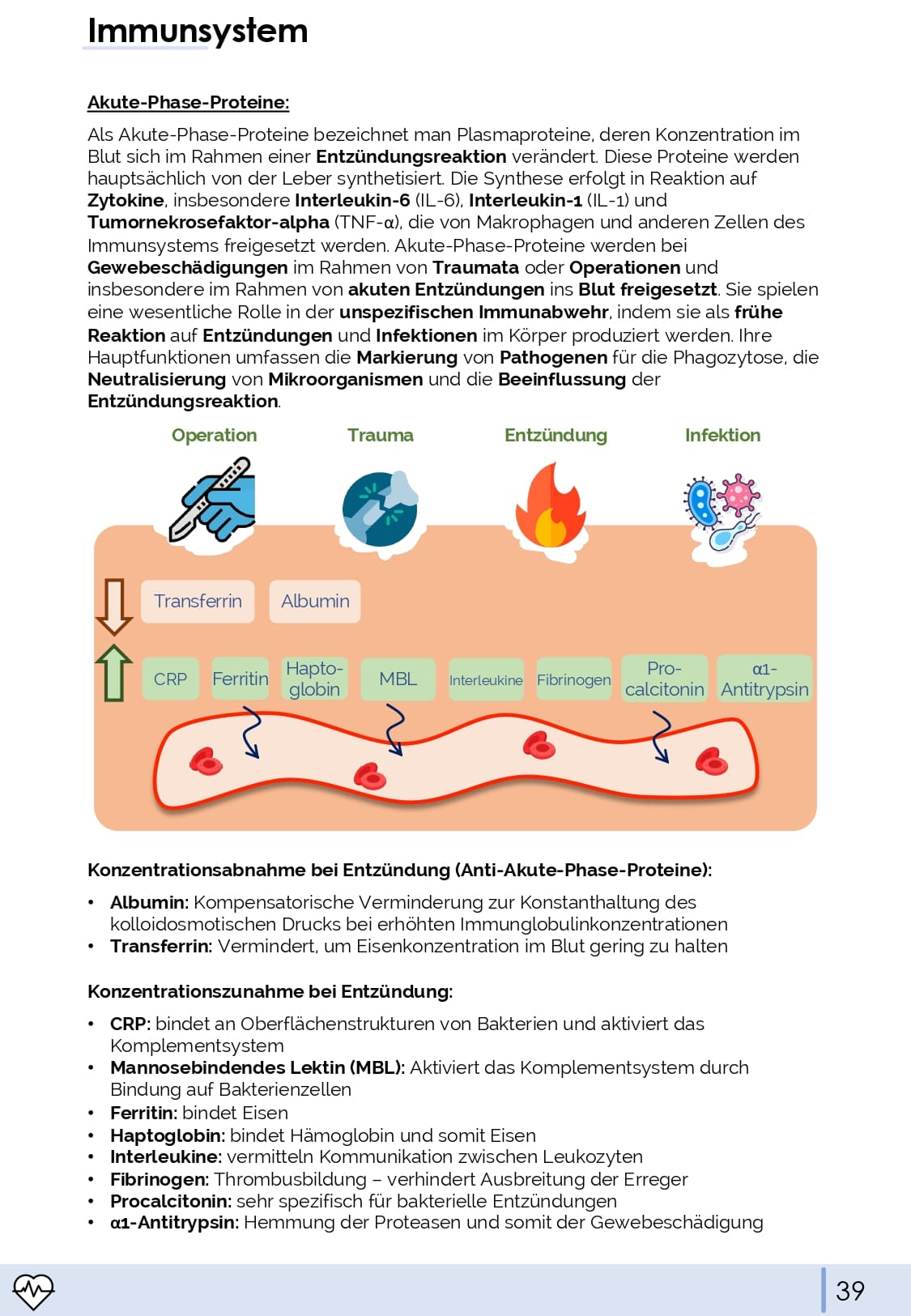 Physiologie-Skript Teil 4