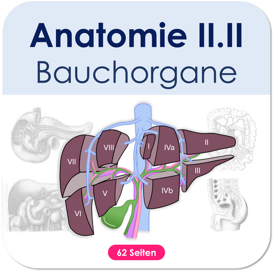 Anatomie II.II - Bauchorgane